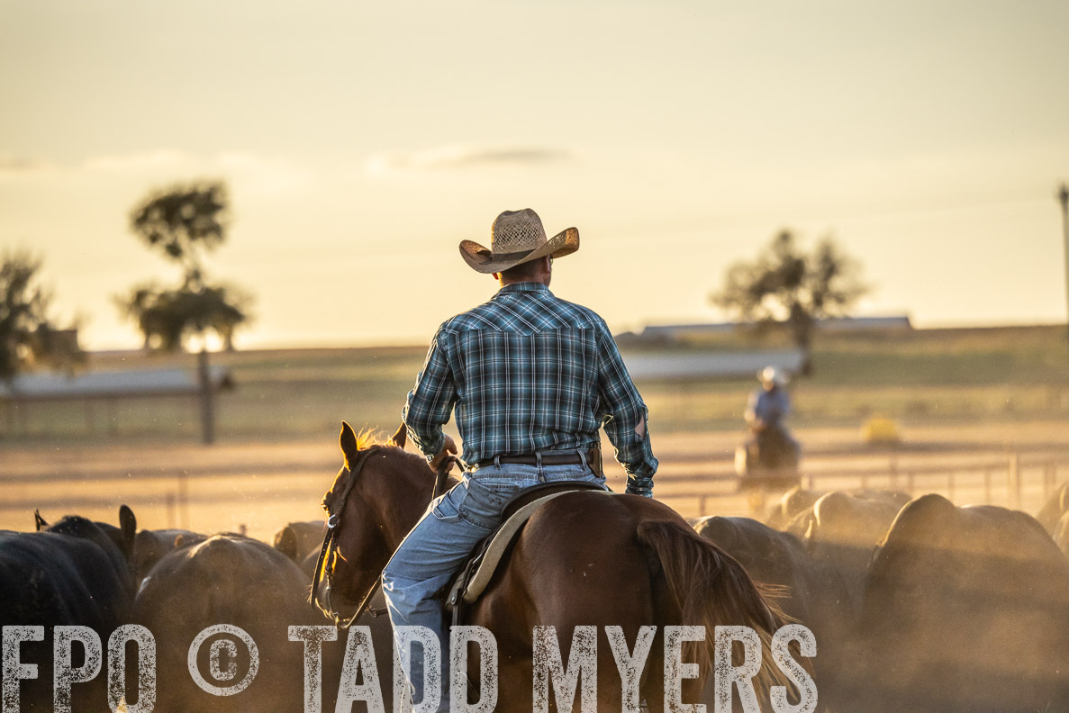 TMyers_FallBullSale_CameronTX_Oct_2024-522808