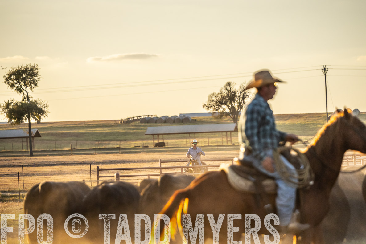 TMyers_FallBullSale_CameronTX_Oct_2024-522814