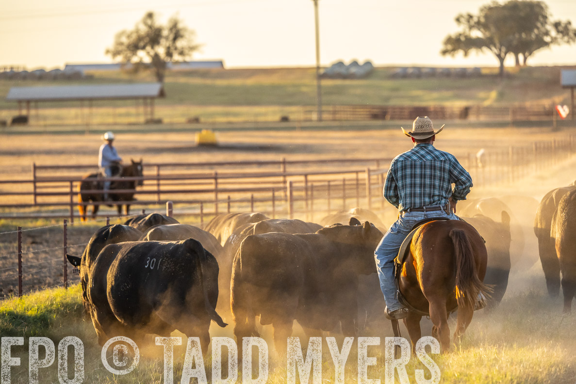 TMyers_FallBullSale_CameronTX_Oct_2024-522832
