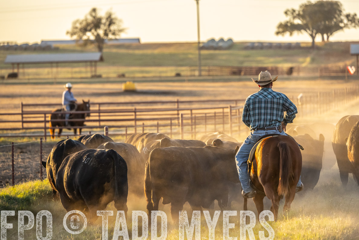 TMyers_FallBullSale_CameronTX_Oct_2024-522835