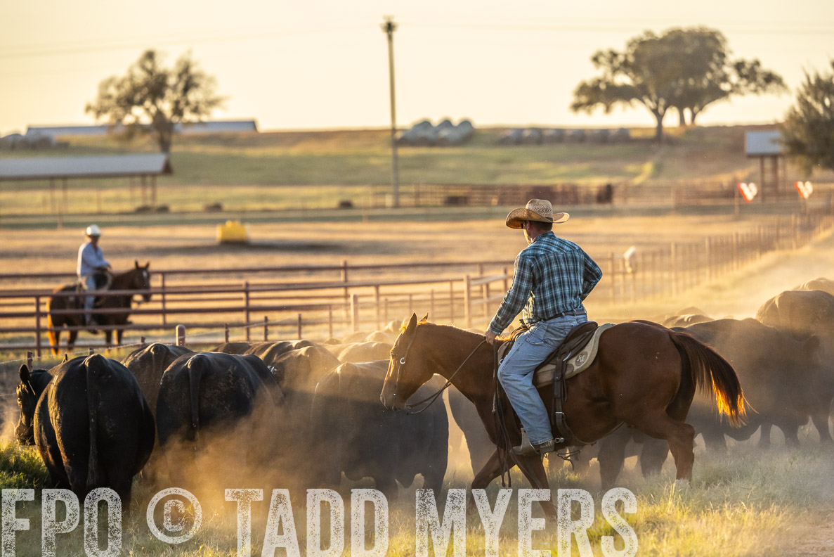 TMyers_FallBullSale_CameronTX_Oct_2024-522856