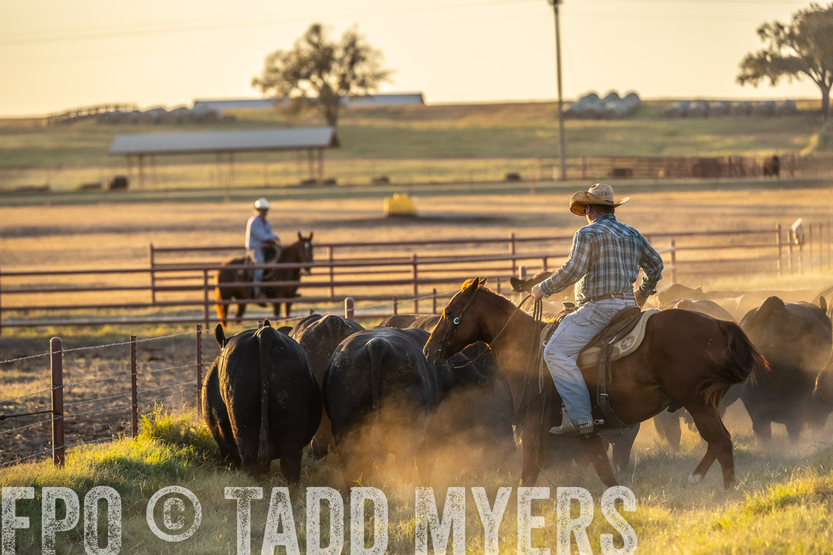 TMyers_FallBullSale_CameronTX_Oct_2024-522864