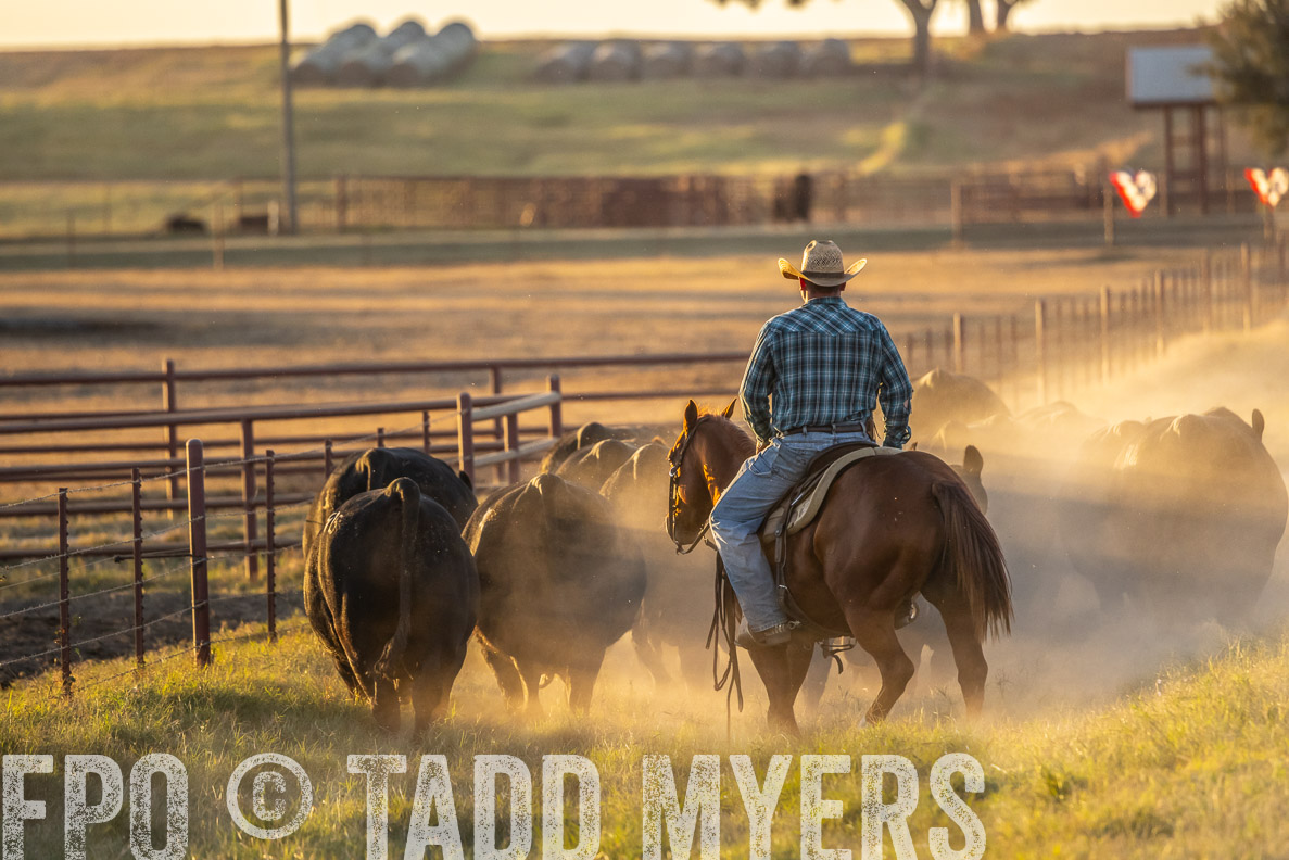 TMyers_FallBullSale_CameronTX_Oct_2024-522908