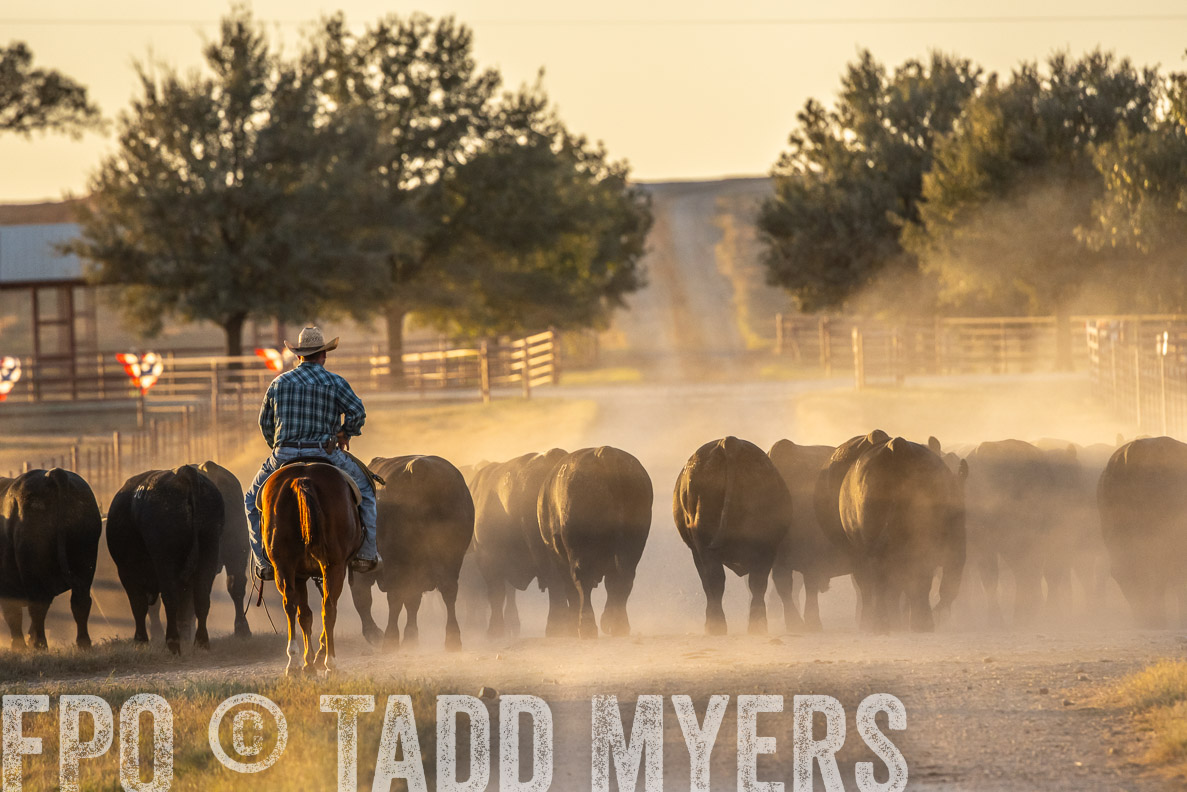 TMyers_FallBullSale_CameronTX_Oct_2024-522994