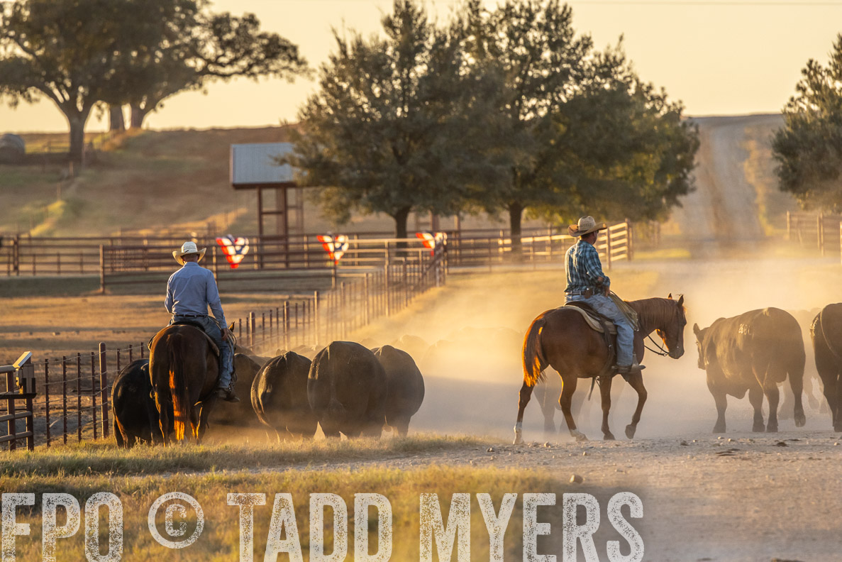 TMyers_FallBullSale_CameronTX_Oct_2024-523010