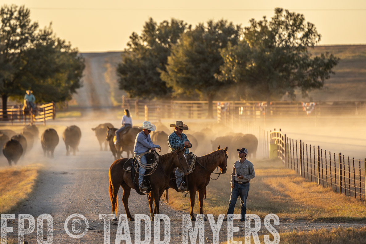 TMyers_FallBullSale_CameronTX_Oct_2024-523036