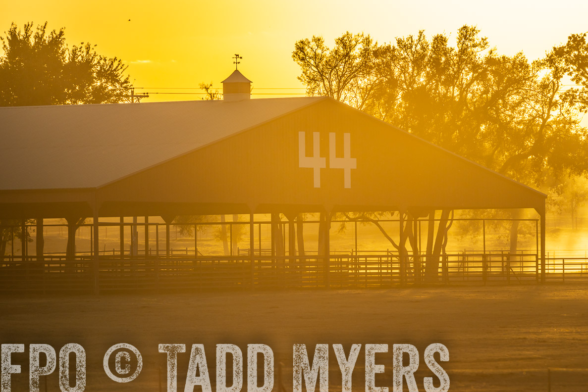 TMyers_FallBullSale_CameronTX_Oct_2024-523043