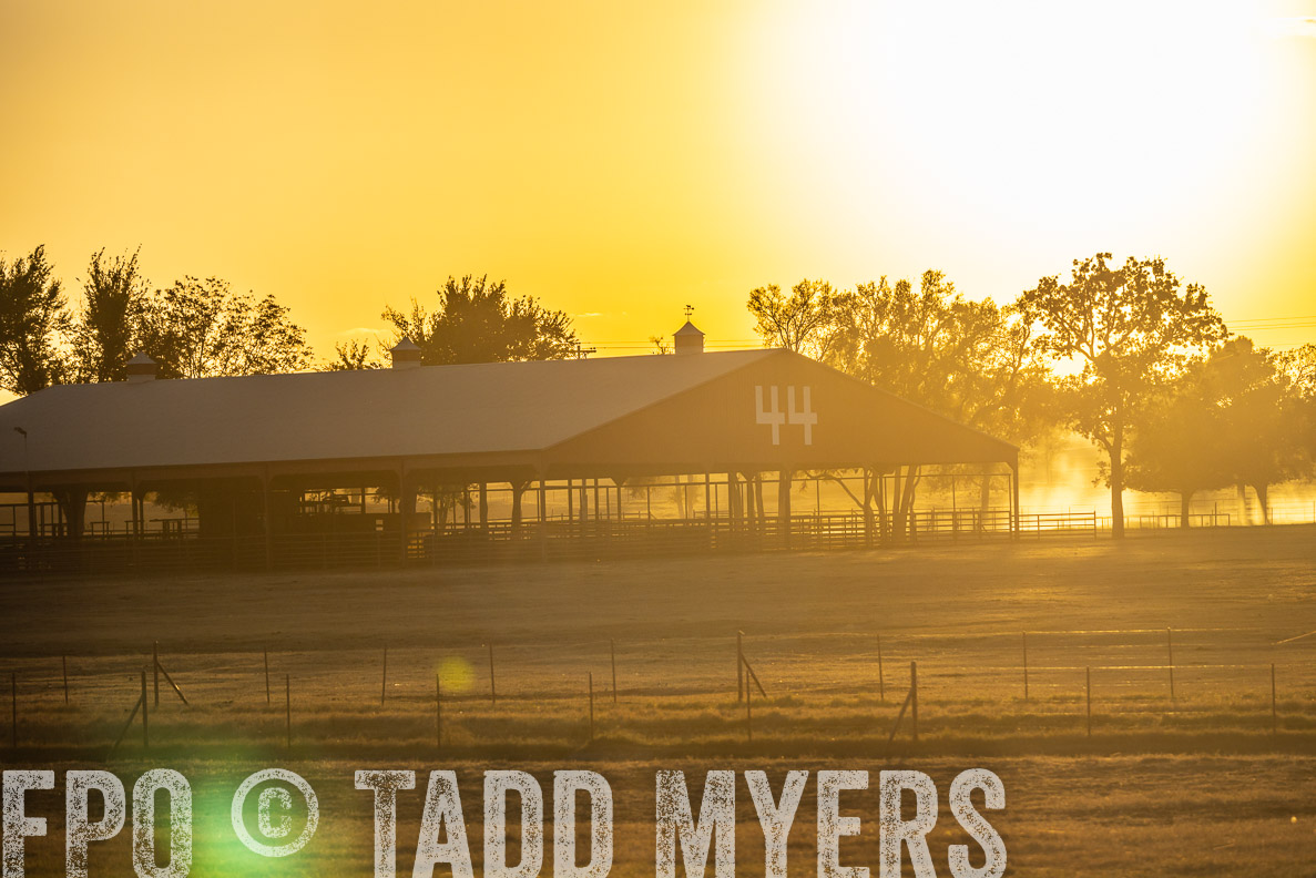 TMyers_FallBullSale_CameronTX_Oct_2024-523045