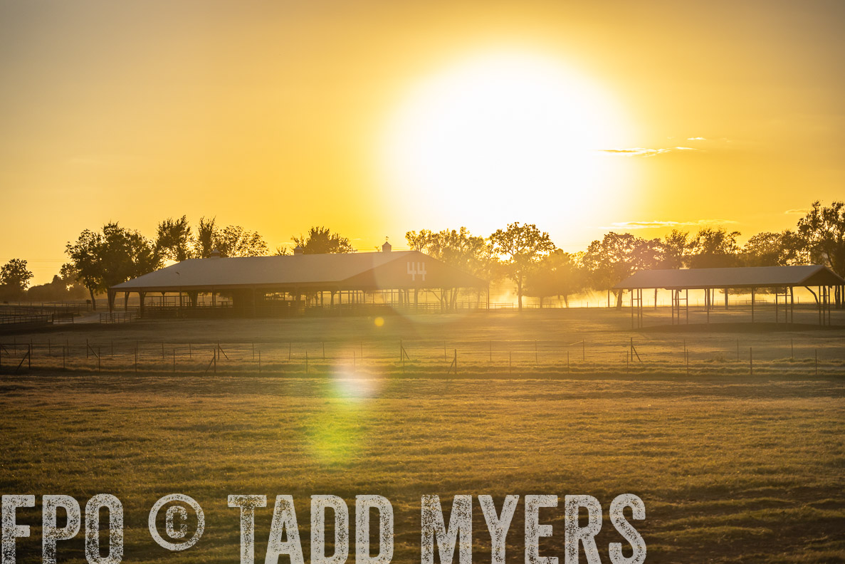 TMyers_FallBullSale_CameronTX_Oct_2024-523057