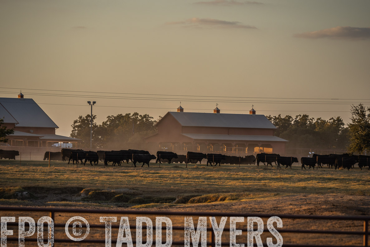 TMyers_FallBullSale_CameronTX_Oct_2024-523075