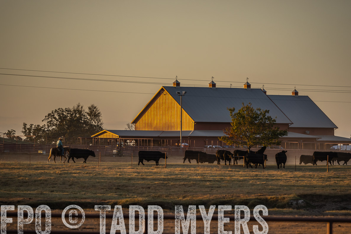 TMyers_FallBullSale_CameronTX_Oct_2024-523080