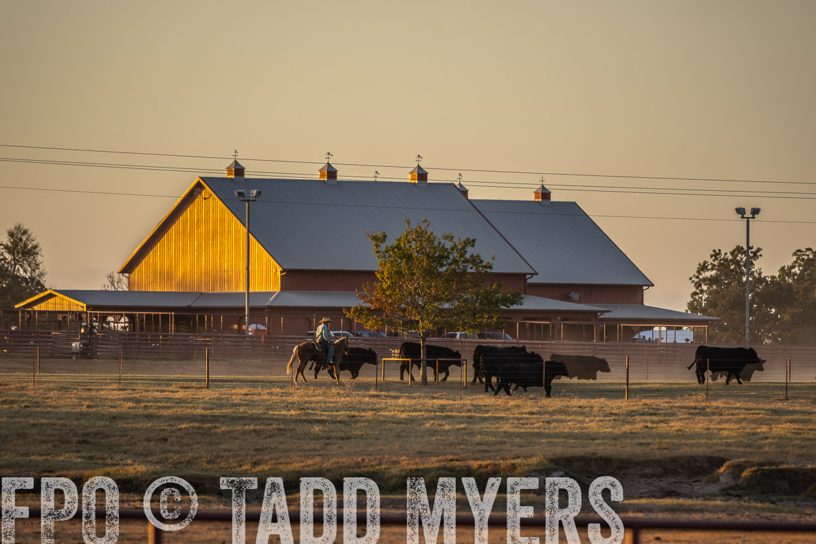 TMyers_FallBullSale_CameronTX_Oct_2024-523102