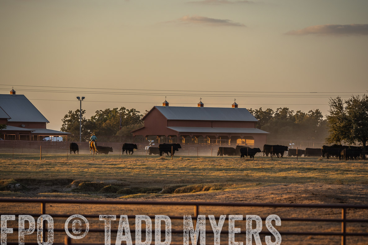 TMyers_FallBullSale_CameronTX_Oct_2024-523127