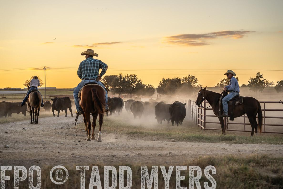 TMyers_FallBullSale_CameronTX_Oct_2024-523174