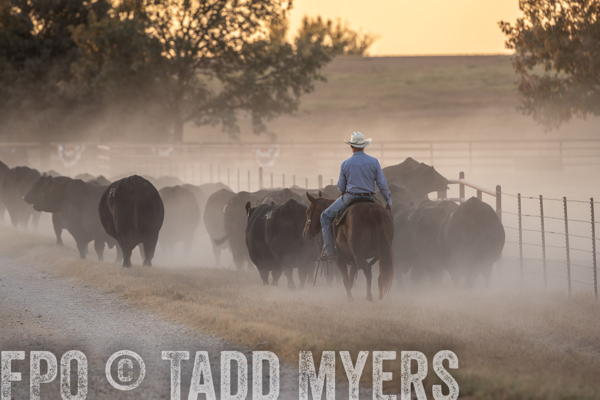 TMyers_FallBullSale_CameronTX_Oct_2024-523203