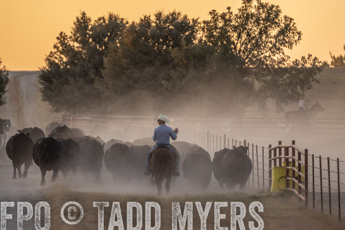 TMyers_FallBullSale_CameronTX_Oct_2024-523220