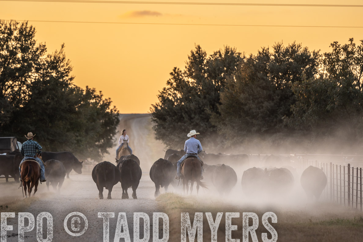TMyers_FallBullSale_CameronTX_Oct_2024-523223