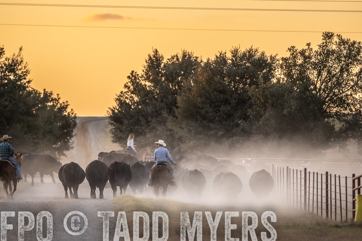 TMyers_FallBullSale_CameronTX_Oct_2024-523228