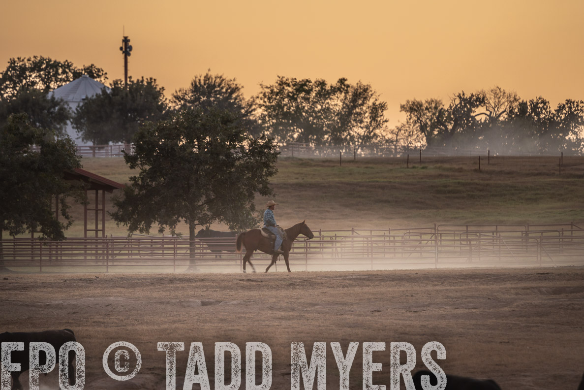 TMyers_FallBullSale_CameronTX_Oct_2024-523243