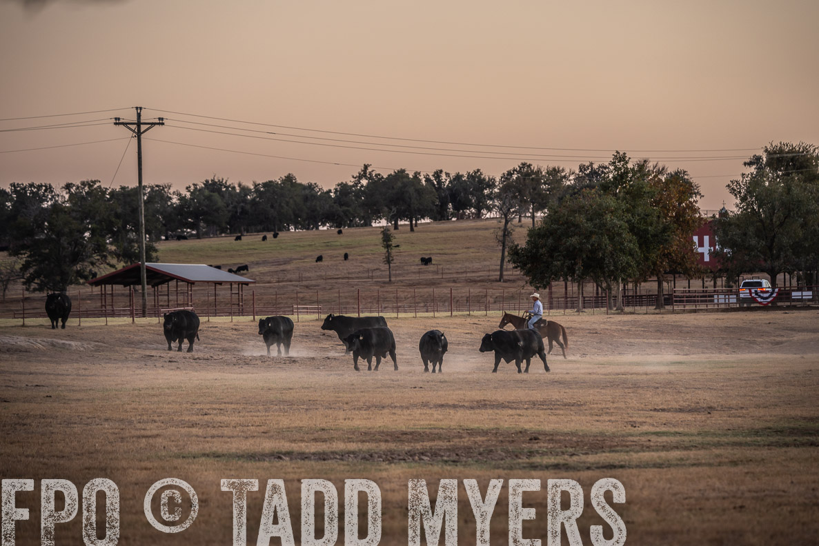 TMyers_FallBullSale_CameronTX_Oct_2024-523254