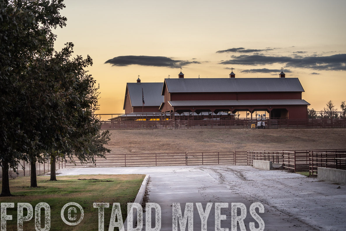 TMyers_FallBullSale_CameronTX_Oct_2024-523261