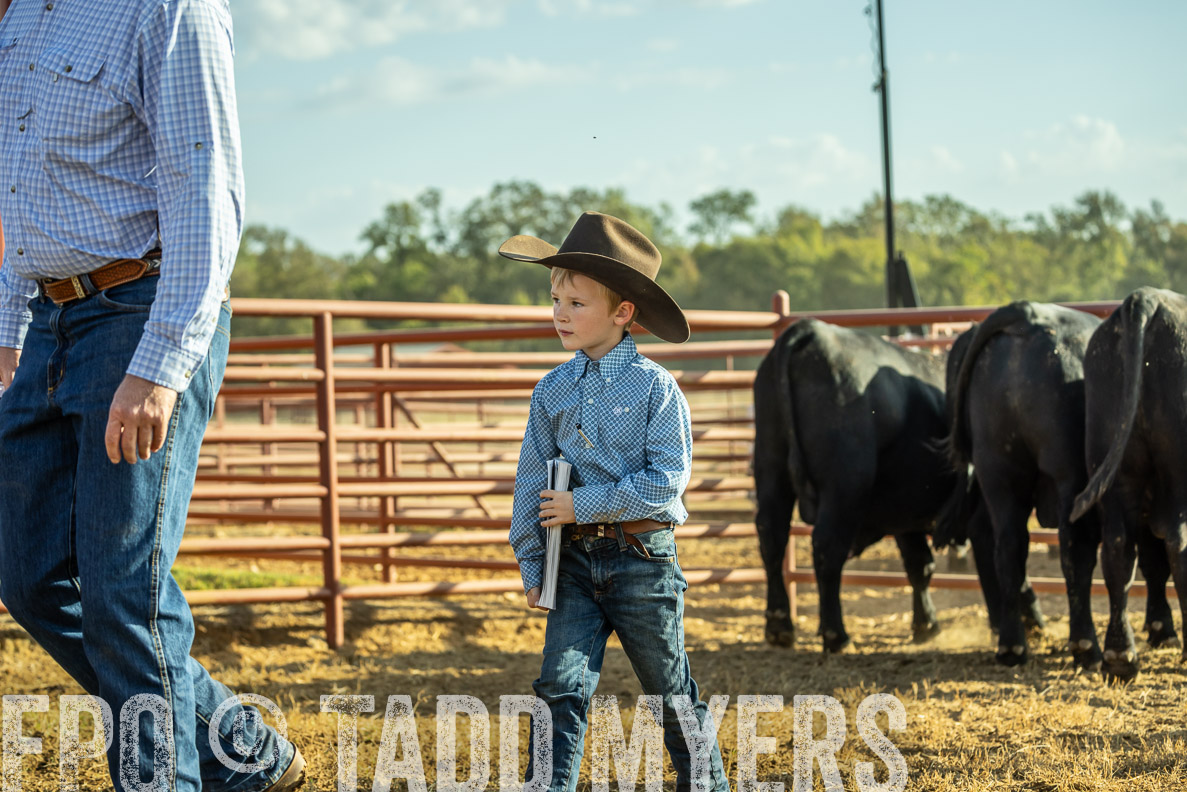 TMyers_FallBullSale_CameronTX_Oct_2024-523278
