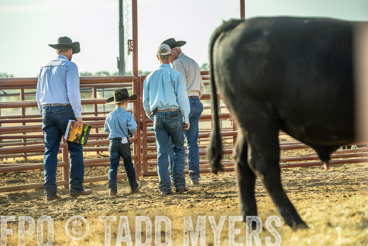 TMyers_FallBullSale_CameronTX_Oct_2024-523321