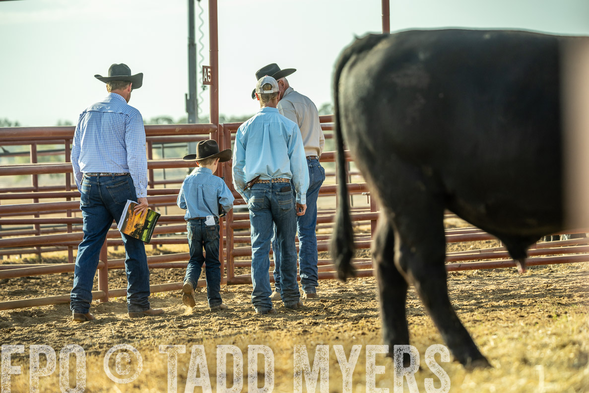 TMyers_FallBullSale_CameronTX_Oct_2024-523324