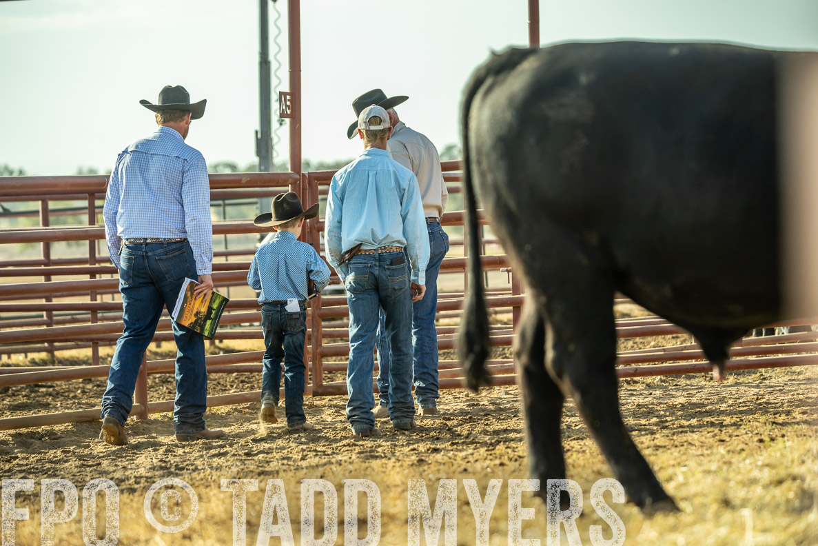 TMyers_FallBullSale_CameronTX_Oct_2024-523325