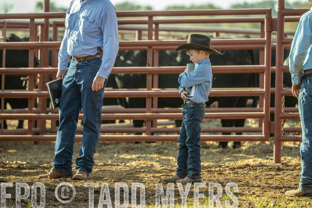 TMyers_FallBullSale_CameronTX_Oct_2024-523346