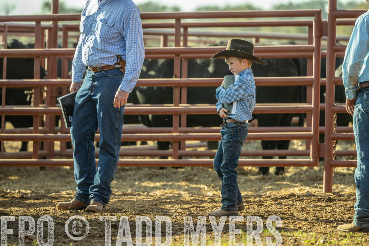 TMyers_FallBullSale_CameronTX_Oct_2024-523348
