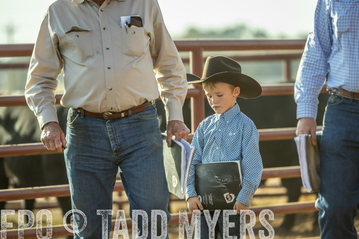 TMyers_FallBullSale_CameronTX_Oct_2024-523402