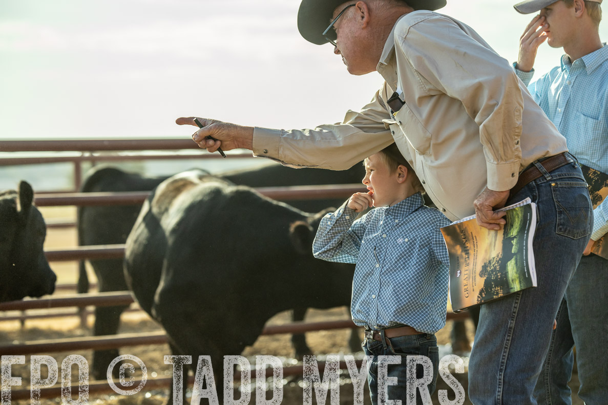 TMyers_FallBullSale_CameronTX_Oct_2024-523427
