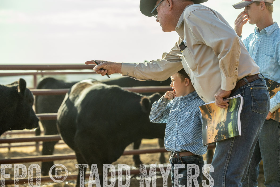 TMyers_FallBullSale_CameronTX_Oct_2024-523429