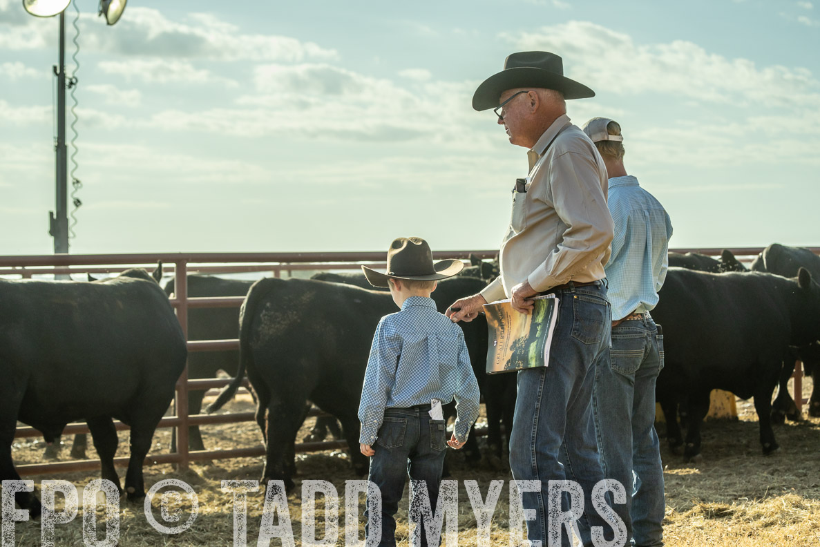 TMyers_FallBullSale_CameronTX_Oct_2024-523440