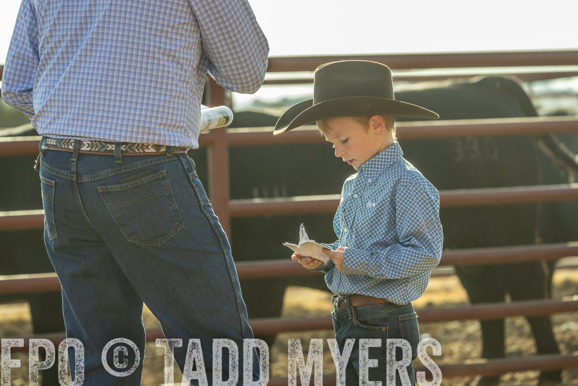 TMyers_FallBullSale_CameronTX_Oct_2024-523483