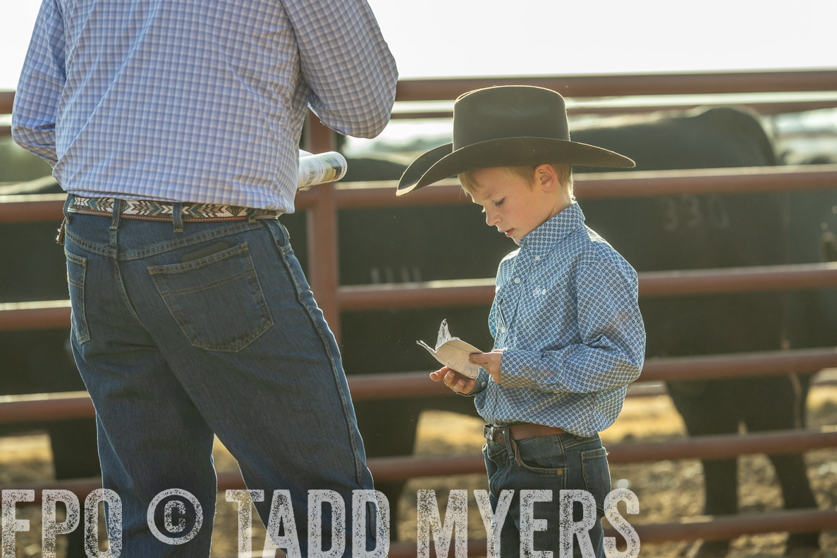 TMyers_FallBullSale_CameronTX_Oct_2024-523487