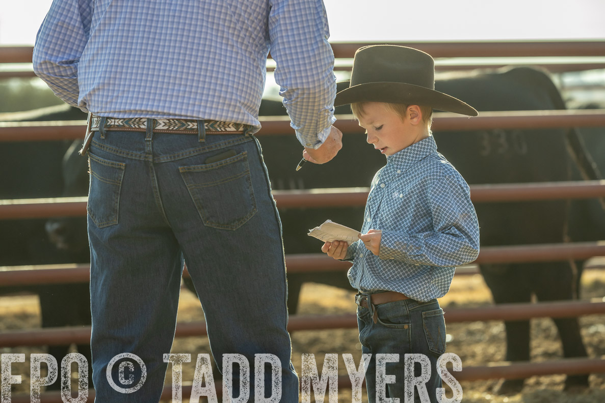 TMyers_FallBullSale_CameronTX_Oct_2024-523490