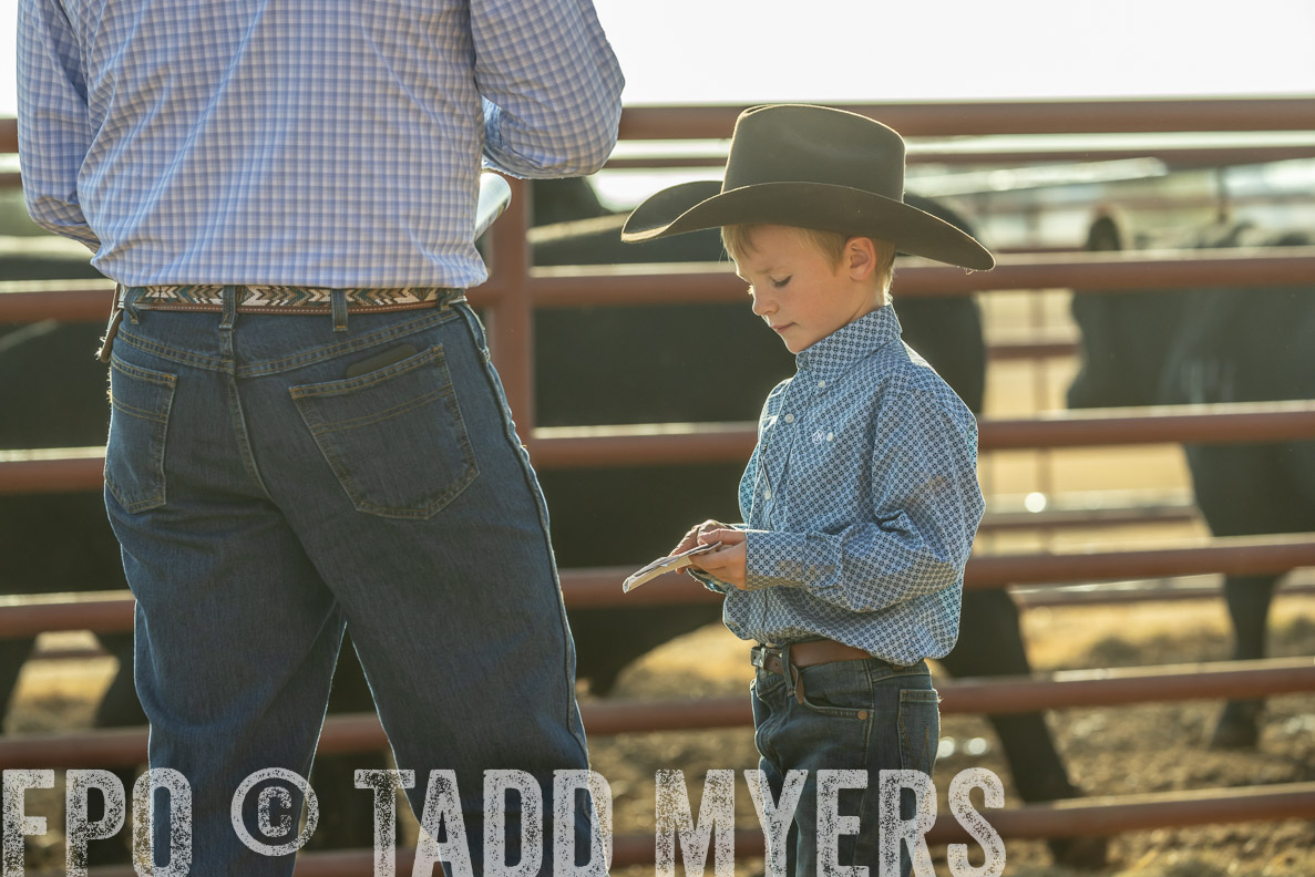 TMyers_FallBullSale_CameronTX_Oct_2024-523498