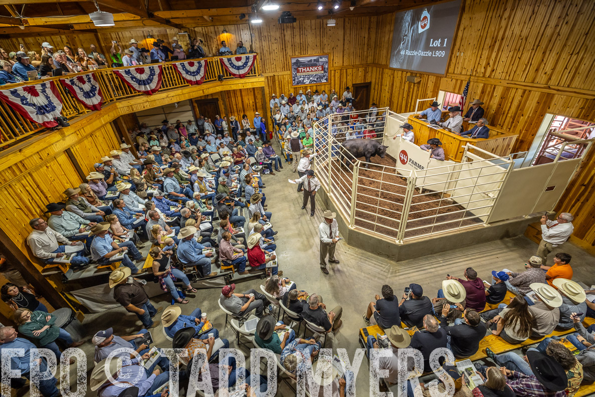 TMyers_FallBullSale_CameronTX_Oct_2024-523713