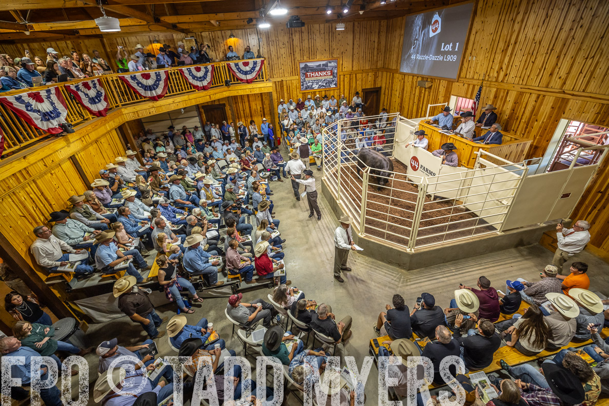 TMyers_FallBullSale_CameronTX_Oct_2024-523715