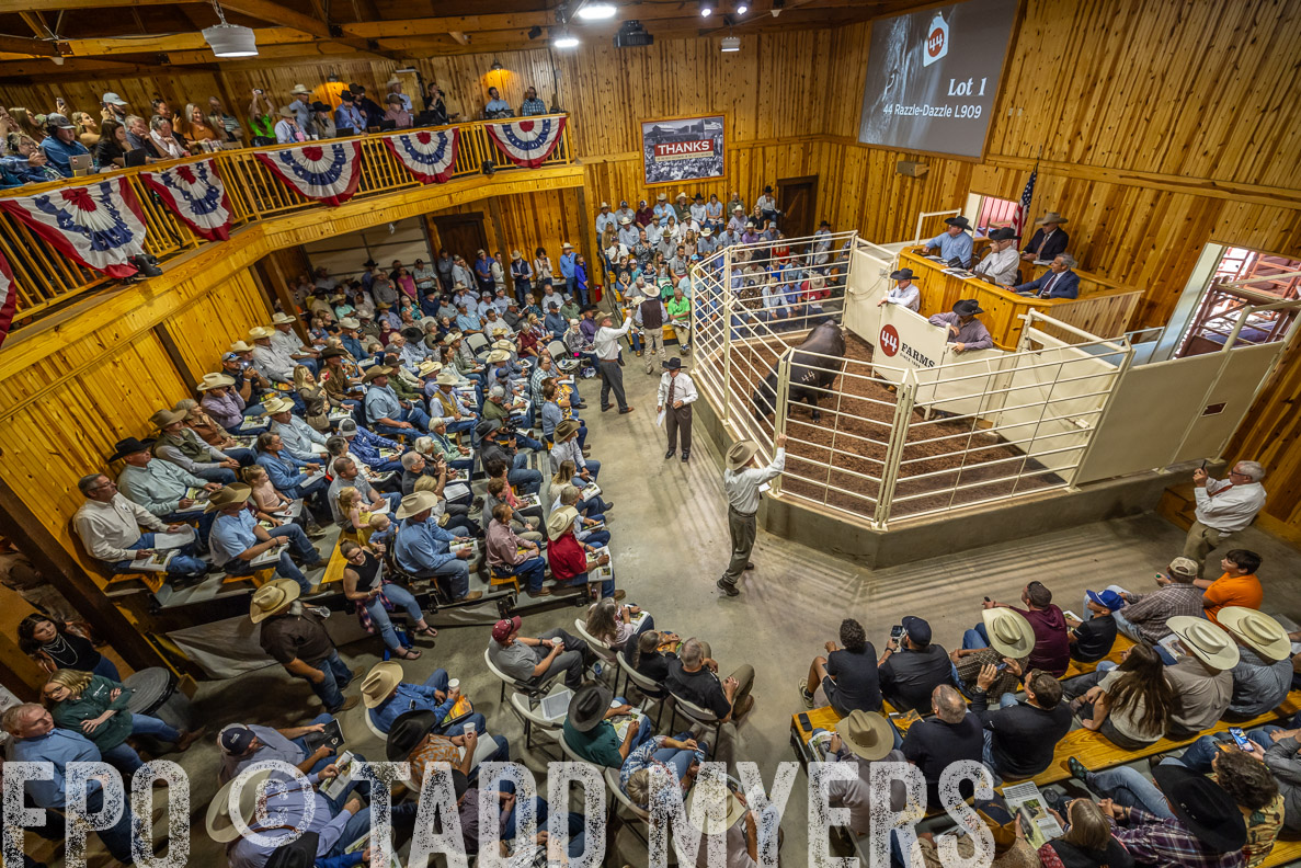 TMyers_FallBullSale_CameronTX_Oct_2024-523720