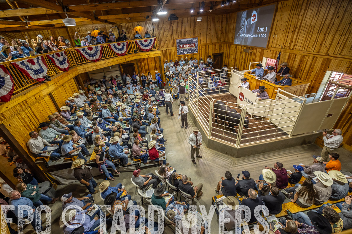 TMyers_FallBullSale_CameronTX_Oct_2024-523726