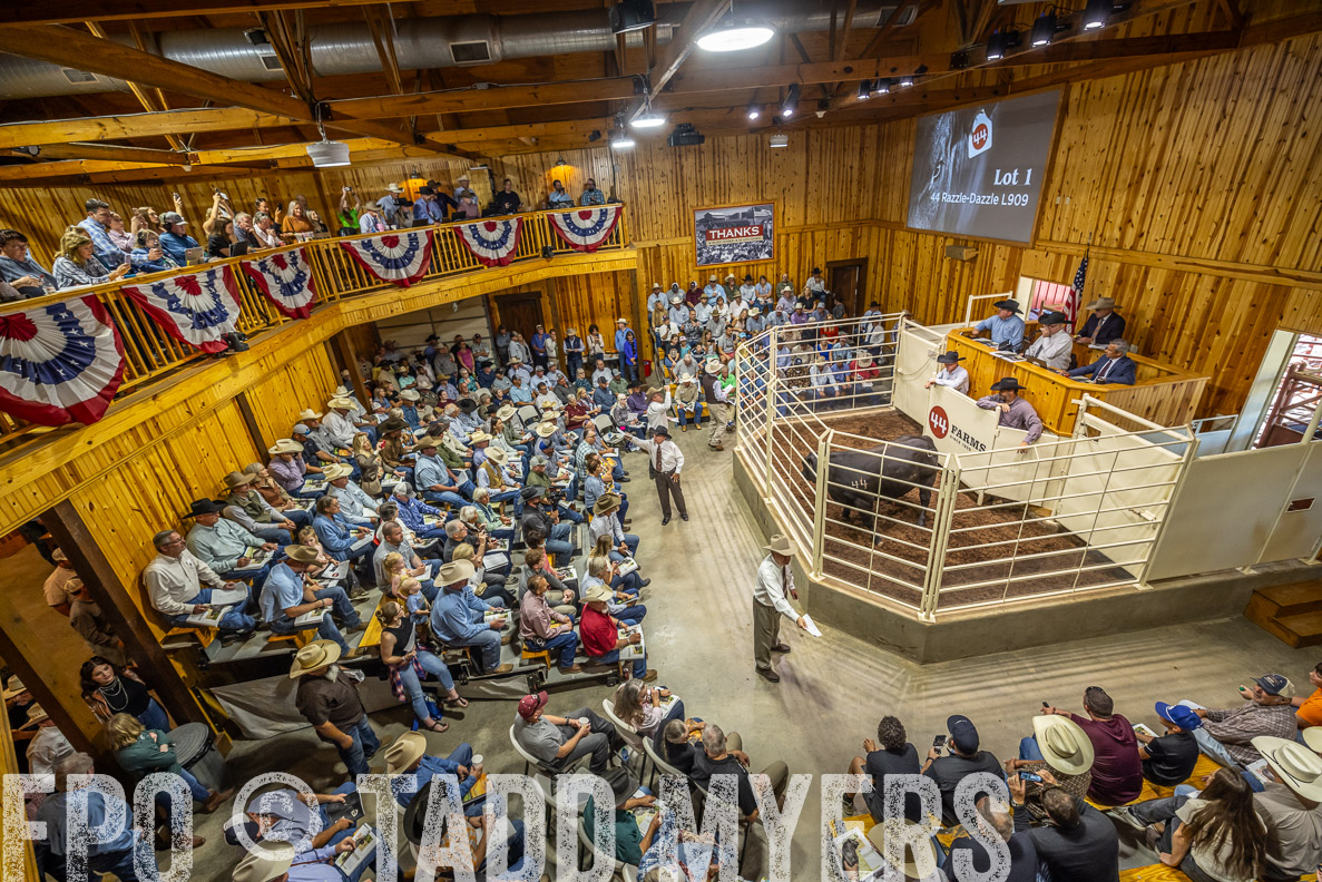 TMyers_FallBullSale_CameronTX_Oct_2024-523740