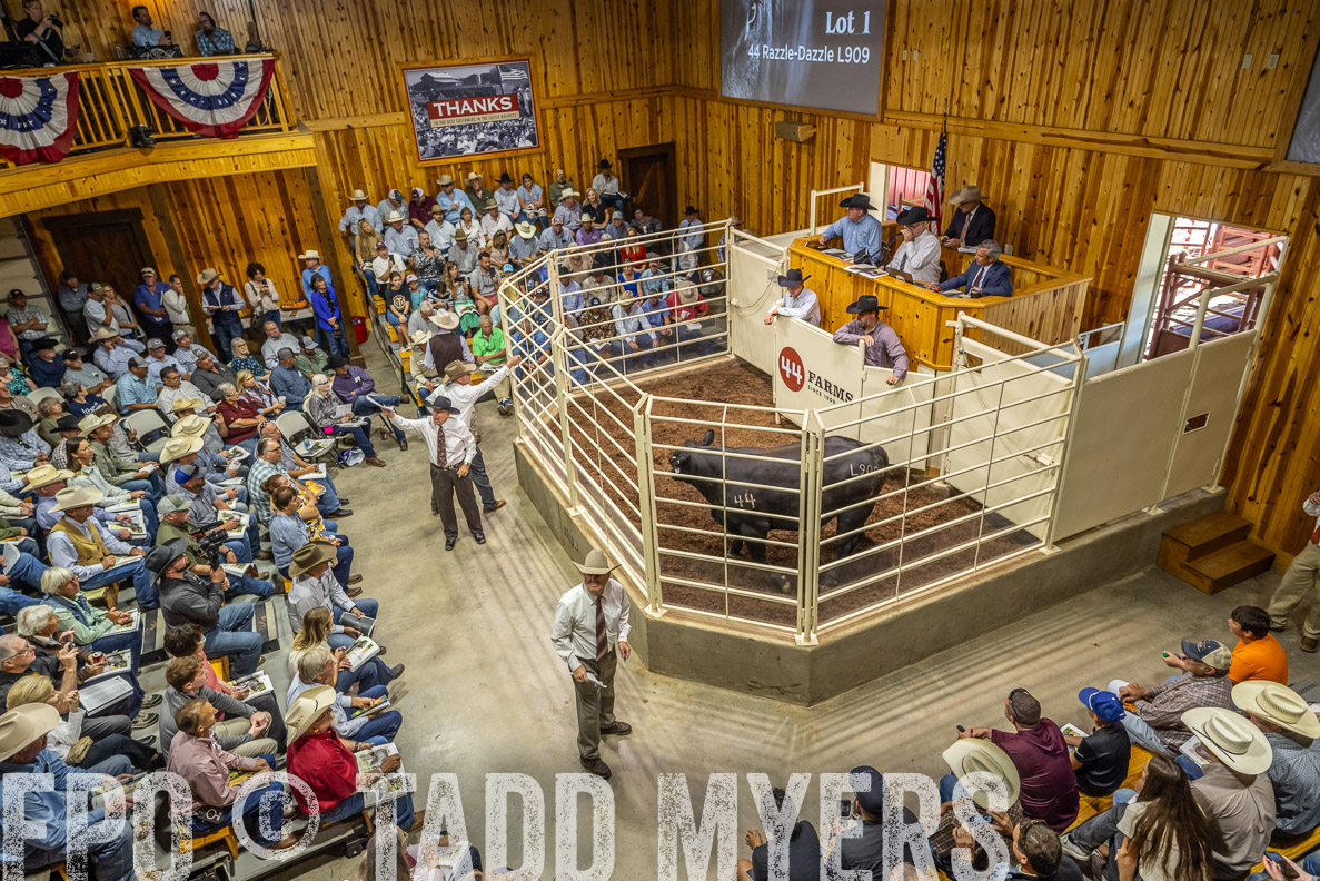 TMyers_FallBullSale_CameronTX_Oct_2024-523760