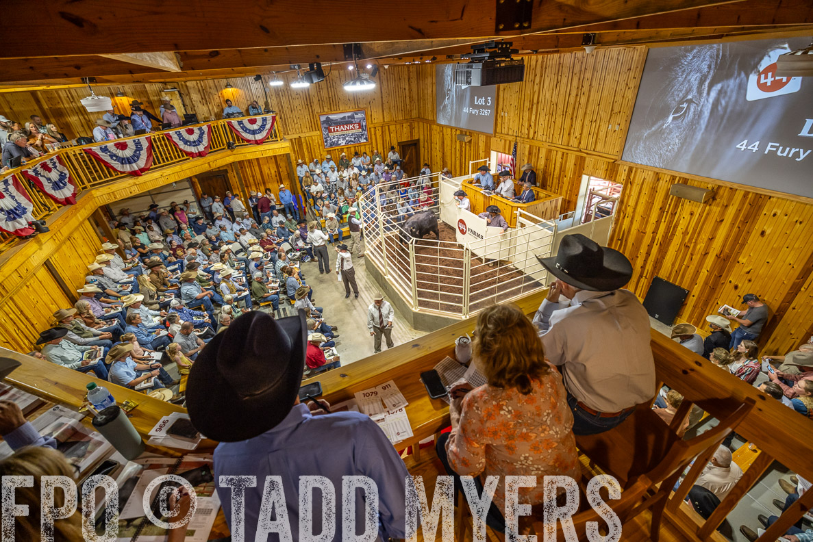 TMyers_FallBullSale_CameronTX_Oct_2024-523792