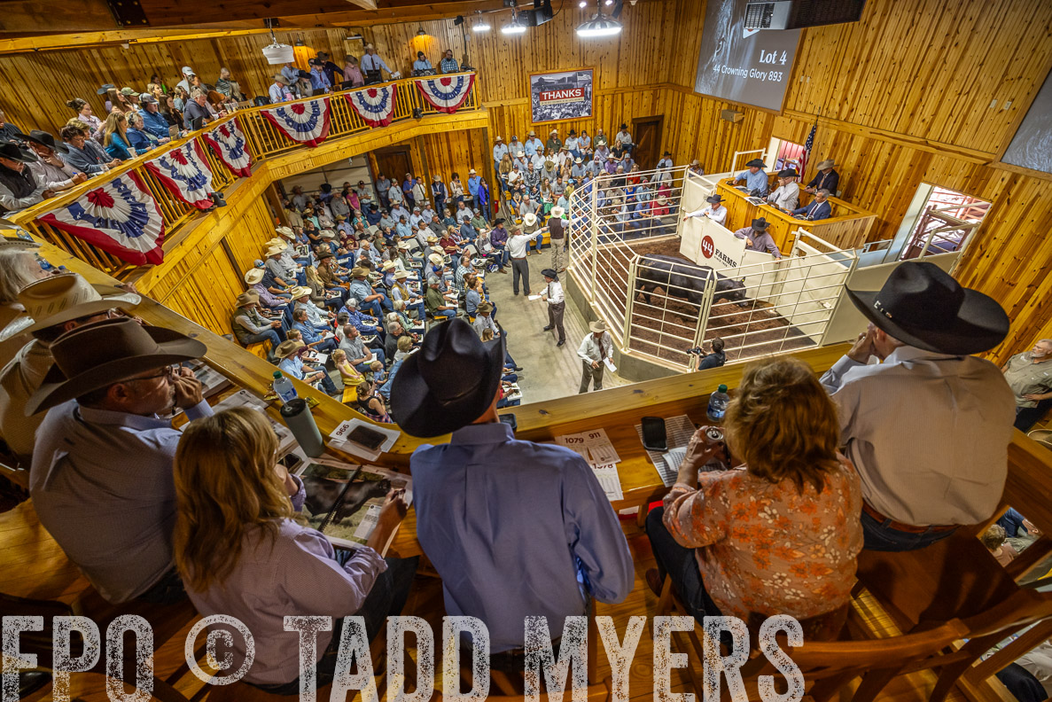 TMyers_FallBullSale_CameronTX_Oct_2024-523819