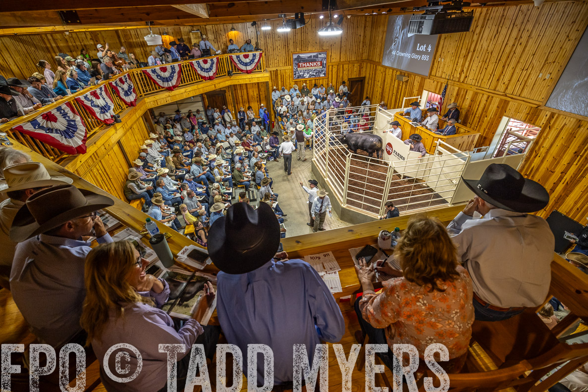 TMyers_FallBullSale_CameronTX_Oct_2024-523850