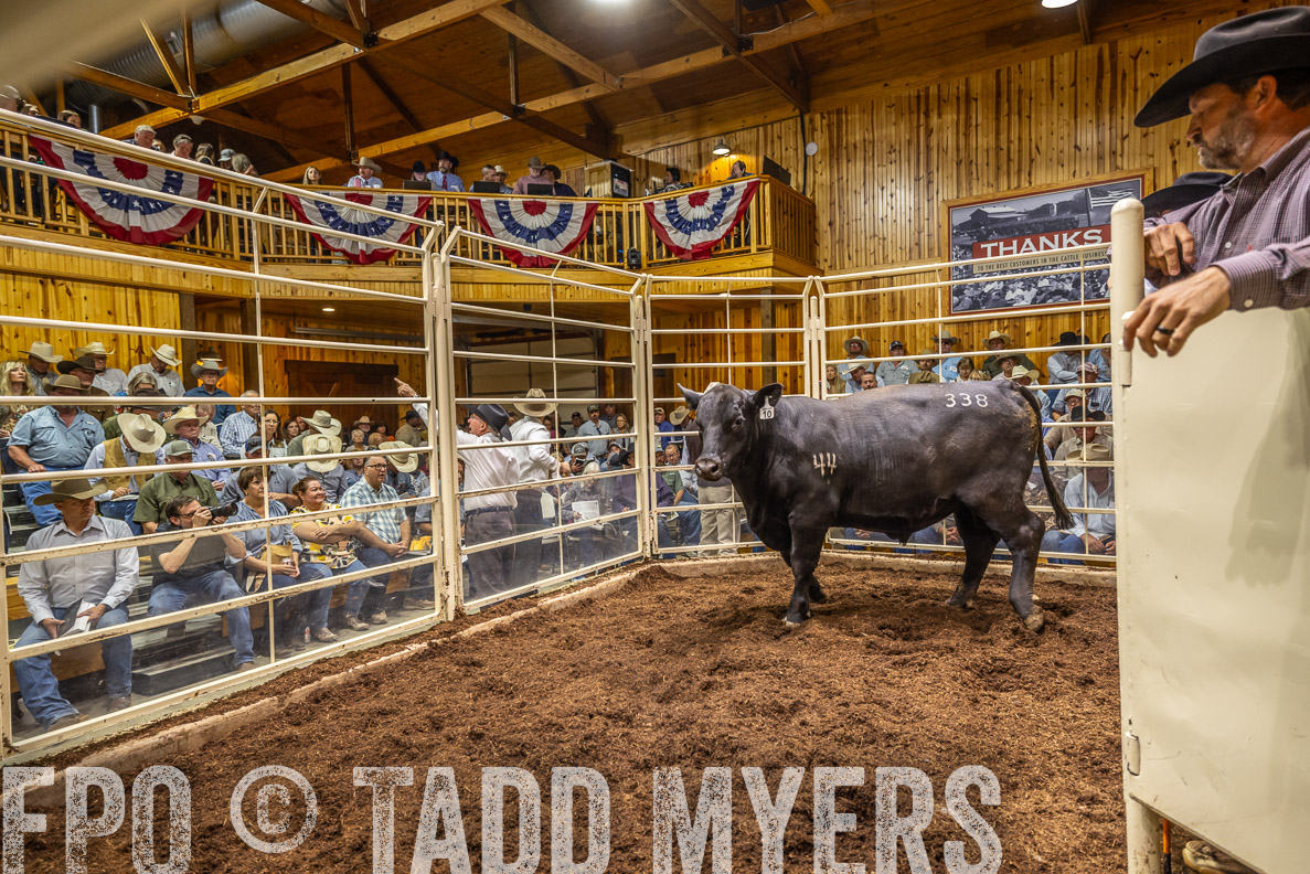 TMyers_FallBullSale_CameronTX_Oct_2024-523865