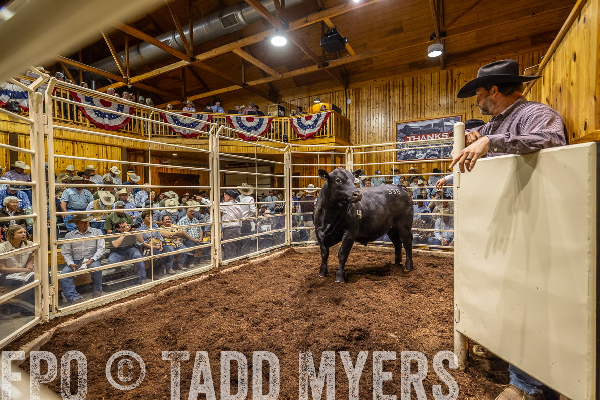 TMyers_FallBullSale_CameronTX_Oct_2024-523868